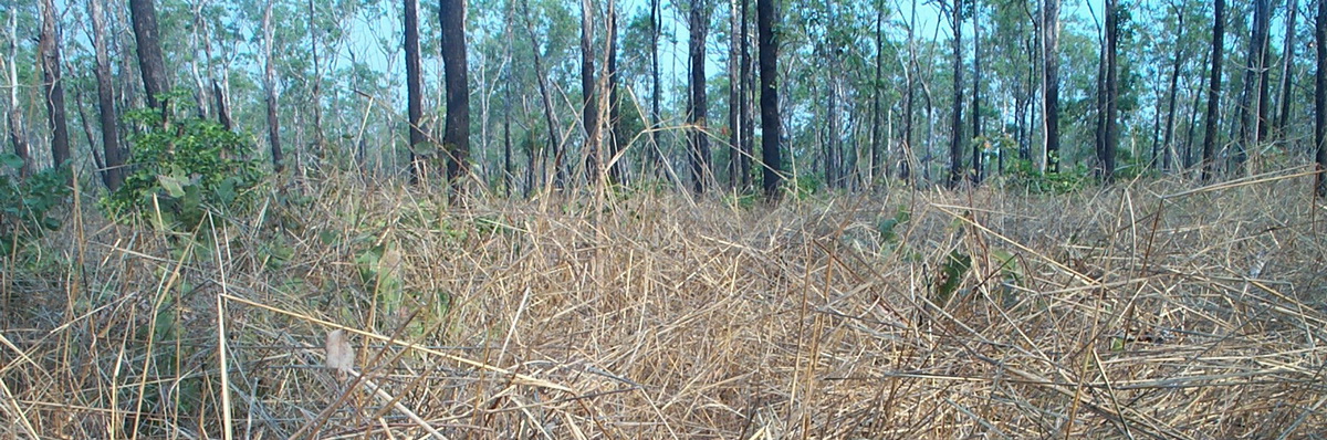 Howard Springs panorama
