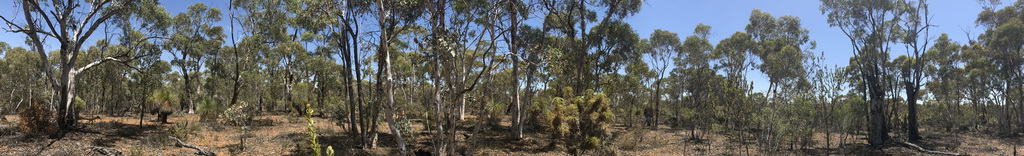 Boyagin panorama